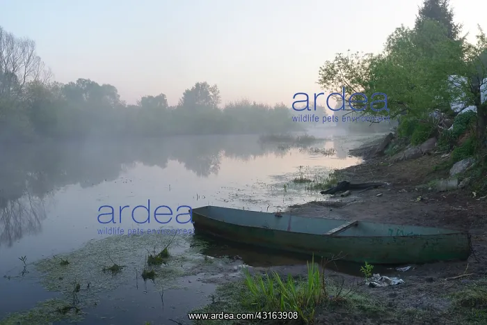 : Morning atmosphere at the Narew River : Morning atmosphere at the Narew River