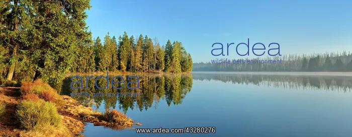 : Morning atmosphere at the Oder pond, on the shore : Morning atmosphere at the Oder pond, on the shore