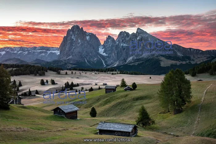 : Morning atmosphere on the Seiser Alm, view of Sassolungo : Morning atmosphere on the Seiser Alm, view of Sassolungo