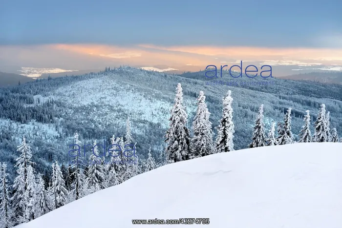 : Morning atmosphere, snow-covered spruces on the : Morning atmosphere, snow-covered spruces on the