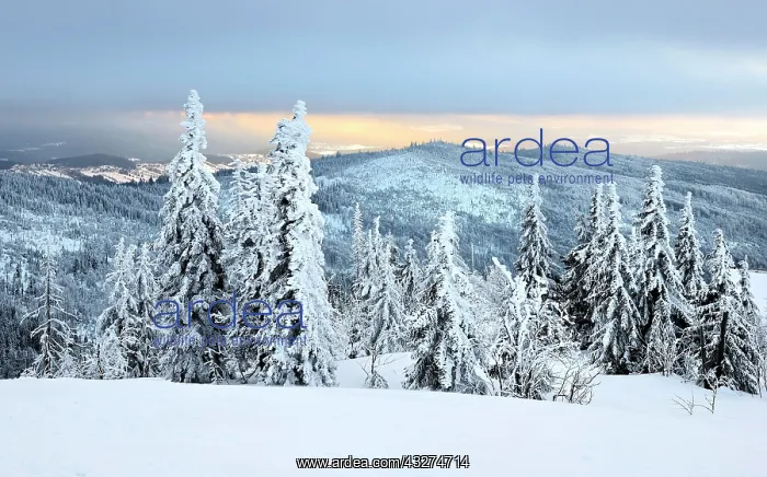 : Morning atmosphere, snow-covered spruces on the : Morning atmosphere, snow-covered spruces on the