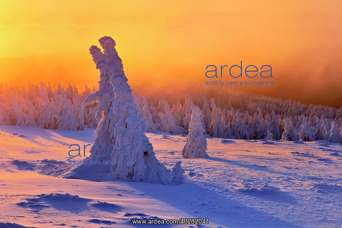 : Morning atmosphere, sunrise on the Brocken in winter : Morning atmosphere, sunrise on the Brocken in winter