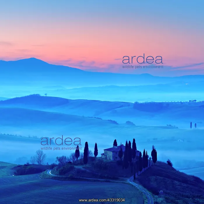 : Morning atmosphere in Tuscany, hilly landscape with : Morning atmosphere in Tuscany, hilly landscape with