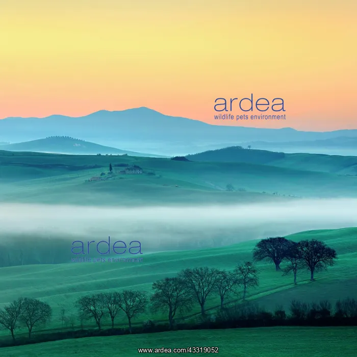 : Morning atmosphere in Tuscany, hilly landscape with : Morning atmosphere in Tuscany, hilly landscape with