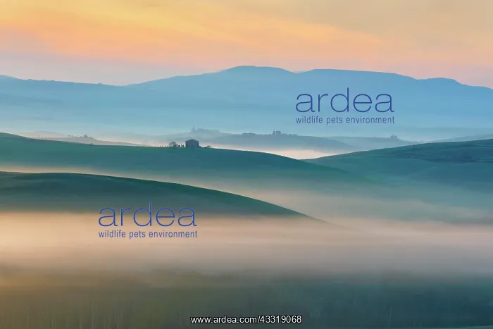 : Morning atmosphere in Tuscany, hilly landscape with : Morning atmosphere in Tuscany, hilly landscape with