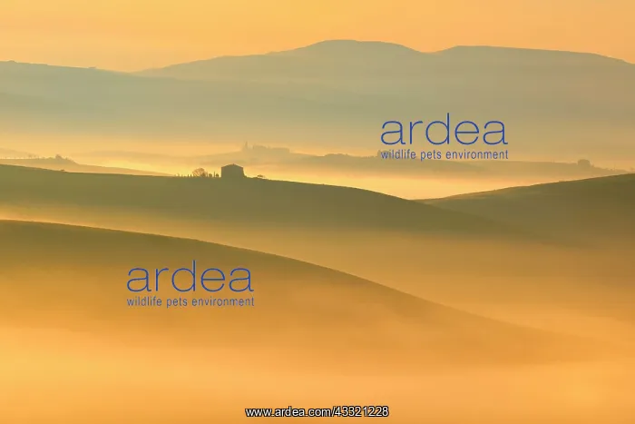 : Morning atmosphere in Tuscany, hilly landscape with : Morning atmosphere in Tuscany, hilly landscape with