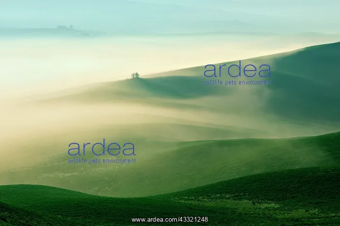 : Morning atmosphere in Tuscany, hilly landscape with : Morning atmosphere in Tuscany, hilly landscape with