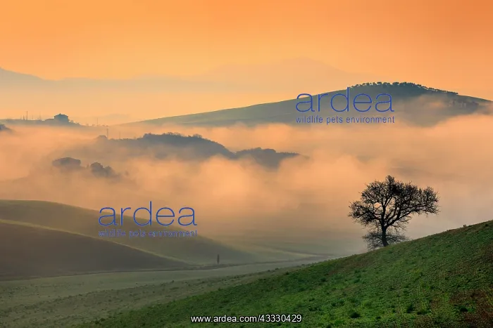 : Morning atmosphere in Tuscany, hilly landscape with : Morning atmosphere in Tuscany, hilly landscape with