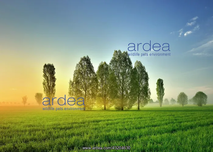 : Morning atmosphere in Unstrut Valley, poplars on : Morning atmosphere in Unstrut Valley, poplars on