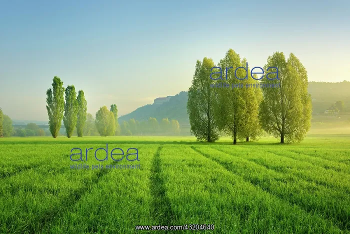  : Morning atmosphere in Unstrut Valley, poplars on