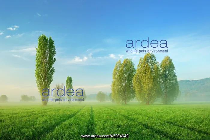 : Morning atmosphere in Unstrut Valley, poplars on : Morning atmosphere in Unstrut Valley, poplars on