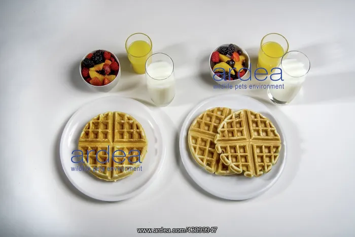 : Morning Breakfast : Morning Breakfast