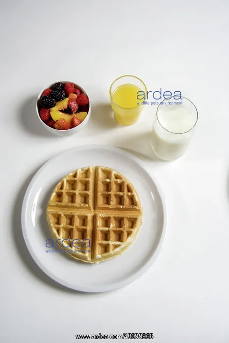 : Morning Breakfast : Morning Breakfast