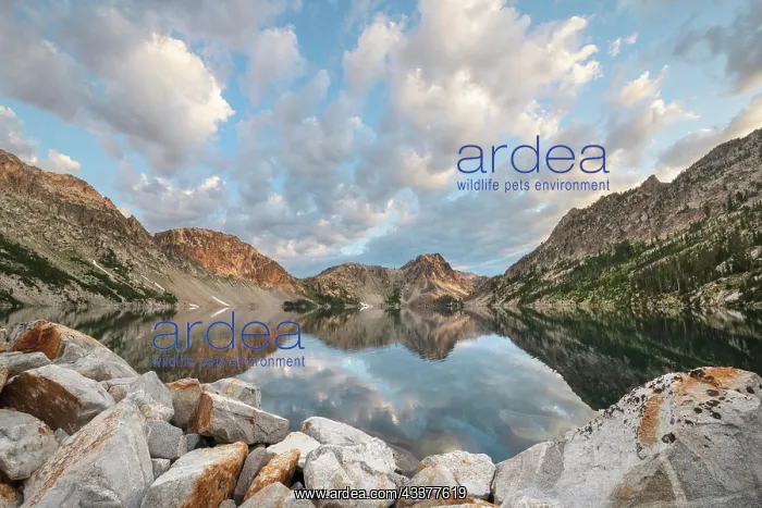 : Morning clouds mirrored in still waters of Sawtooth : Morning clouds mirrored in still waters of Sawtooth