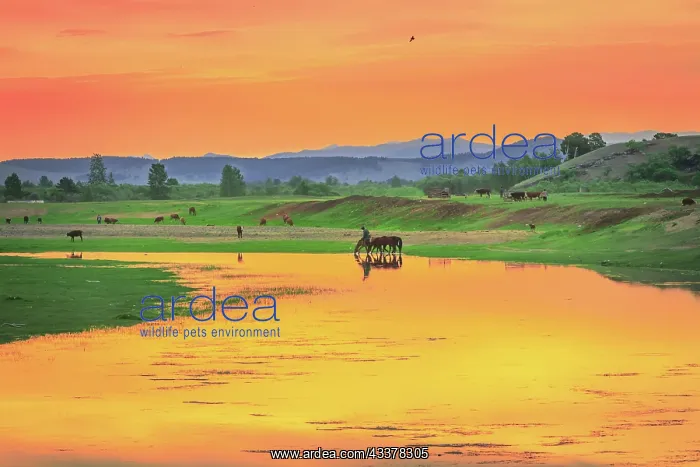 : Morning colour on the banks of the Selenge River : Morning colour on the banks of the Selenge River