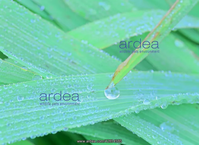 : morning dew - blades of grass covered with drops : morning dew - blades of grass covered with drops