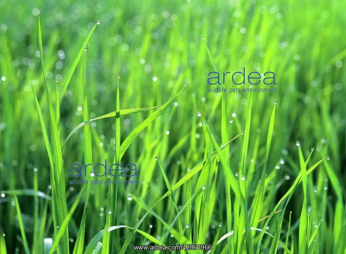: Morning dew - dewdrops on blades of grass in the morning : Morning dew - dewdrops on blades of grass in the morning