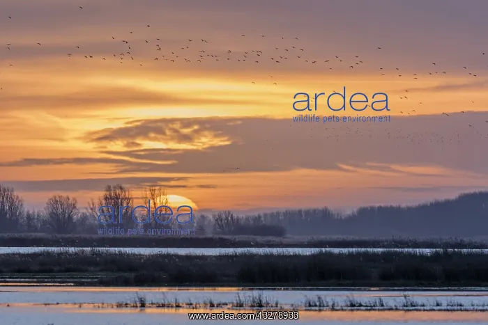 : Morning flight of Lapwings (Vanellus vanellus) : Morning flight of Lapwings (Vanellus vanellus)