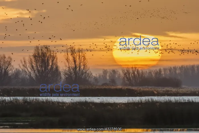 : Morning flight of Lapwings (Vanellus vanellus) : Morning flight of Lapwings (Vanellus vanellus)