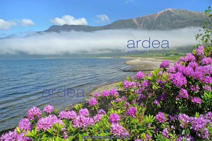 : Morning fog over Loch Torridon - and Torridon mountains : Morning fog over Loch Torridon - and Torridon mountains