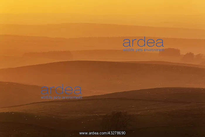 : Morning fog - morning mist over scenery with rolling : Morning fog - morning mist over scenery with rolling