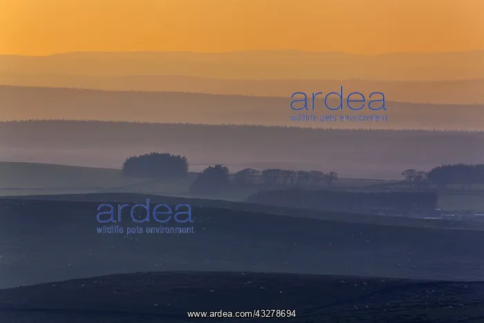 : Morning fog - morning mist over scenery with rolling : Morning fog - morning mist over scenery with rolling