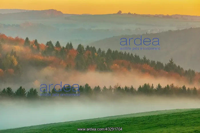: Morning fog scenery - morning fog in wooded valleys of a gen : Morning fog scenery - morning fog in wooded valleys of a gen