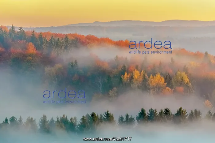 : Morning fog scenery - morning fog in wooded valleys of a gen : Morning fog scenery - morning fog in wooded valleys of a gen
