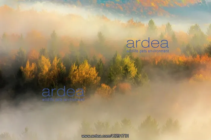 : Morning fog scenery - morning fog in wooded valleys of a gen : Morning fog scenery - morning fog in wooded valleys of a gen