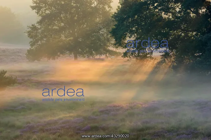 : Morning fog, at sunrise, NSG Westruper Heide, Haltern : Morning fog, at sunrise, NSG Westruper Heide, Haltern