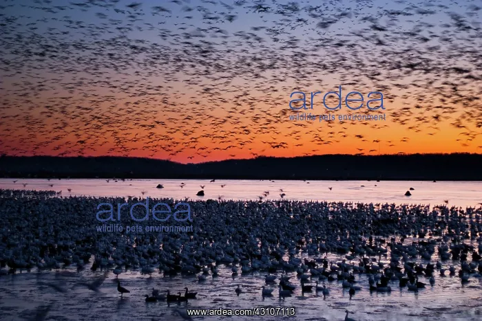  : Morning Geese