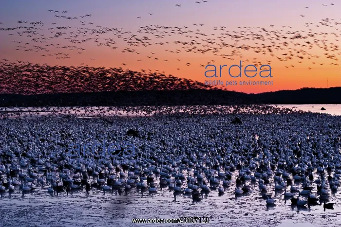 : Morning Geese : Morning Geese