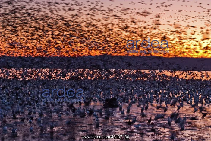 : Morning Geese : Morning Geese
