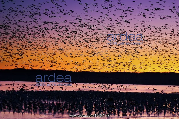 : Morning Geese : Morning Geese