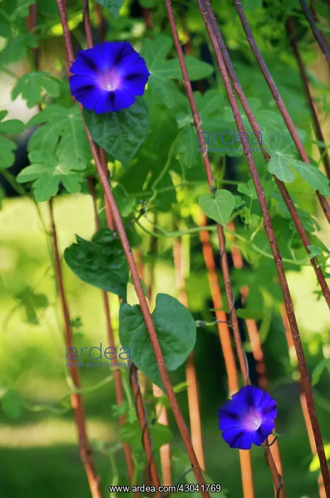 : Morning Glory : Morning Glory