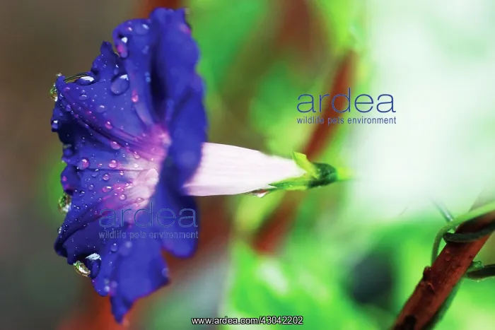 : Morning Glory : Morning Glory