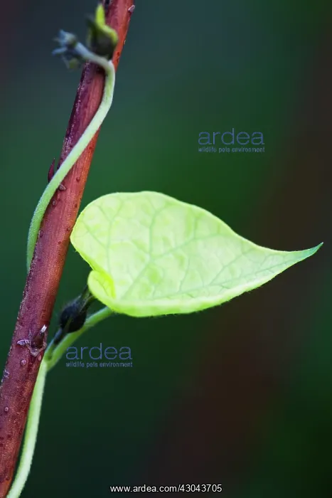 : Morning Glory : Morning Glory