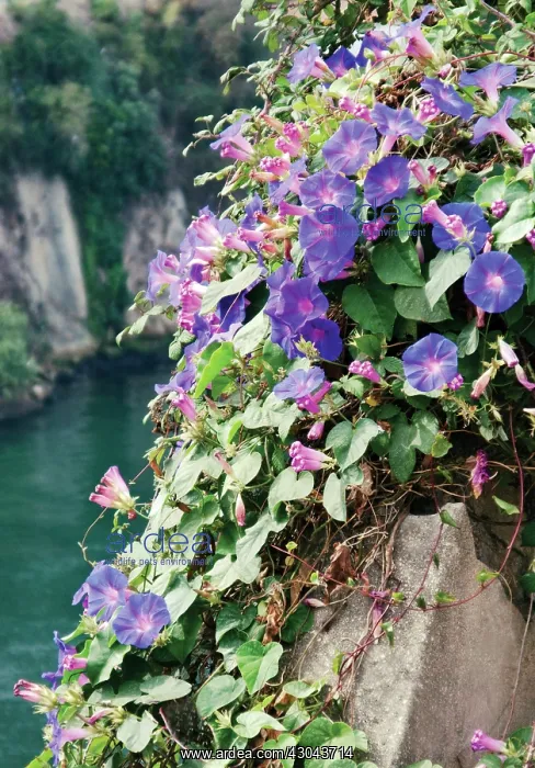 : Morning Glory : Morning Glory