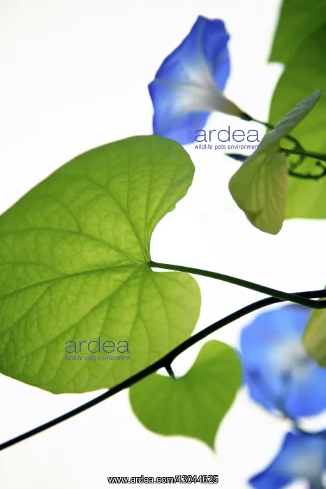 : Morning Glory : Morning Glory