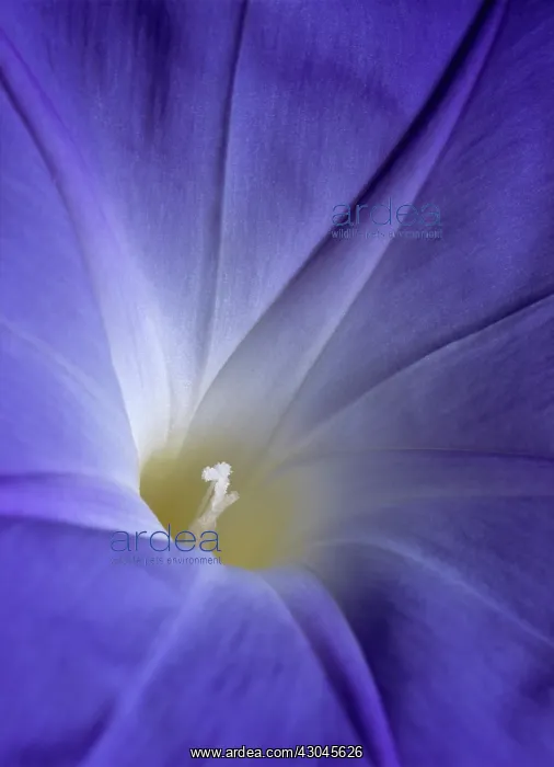 : Morning Glory : Morning Glory