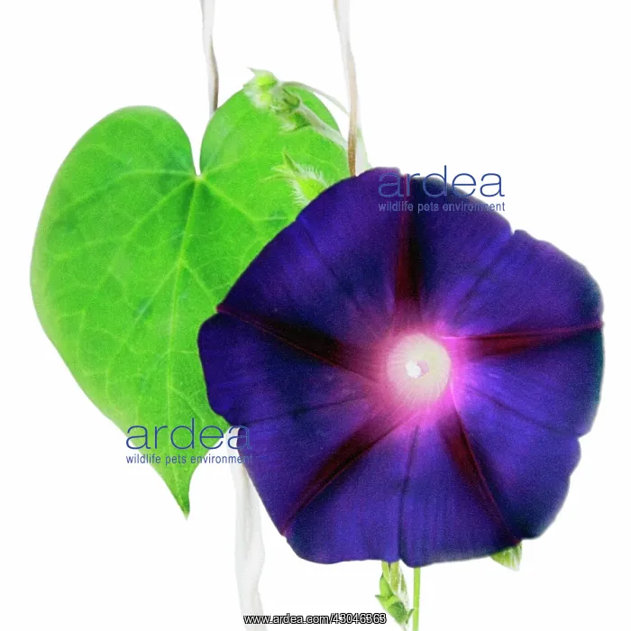 : Morning Glory : Morning Glory