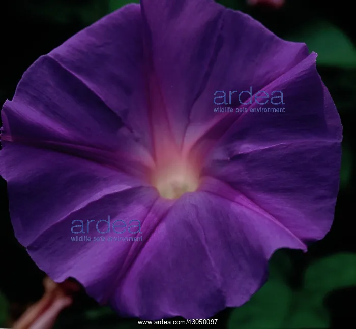 : Morning Glory : Morning Glory