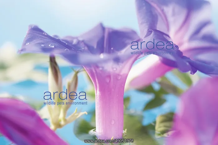 : Morning Glory : Morning Glory