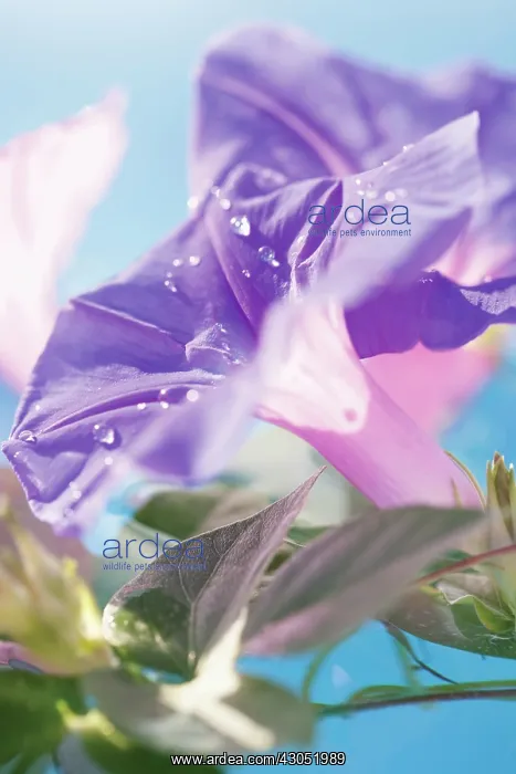: Morning Glory : Morning Glory