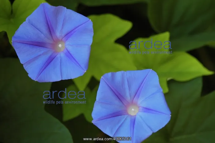 : Morning glory : Morning glory