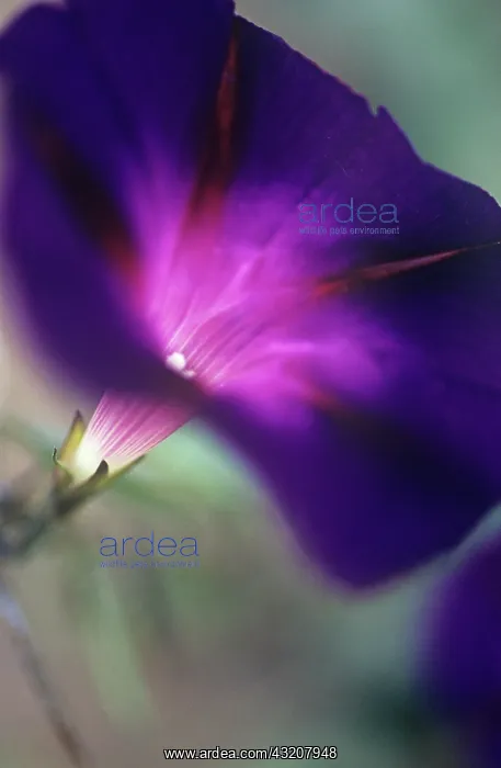 : Morning glory : Morning glory