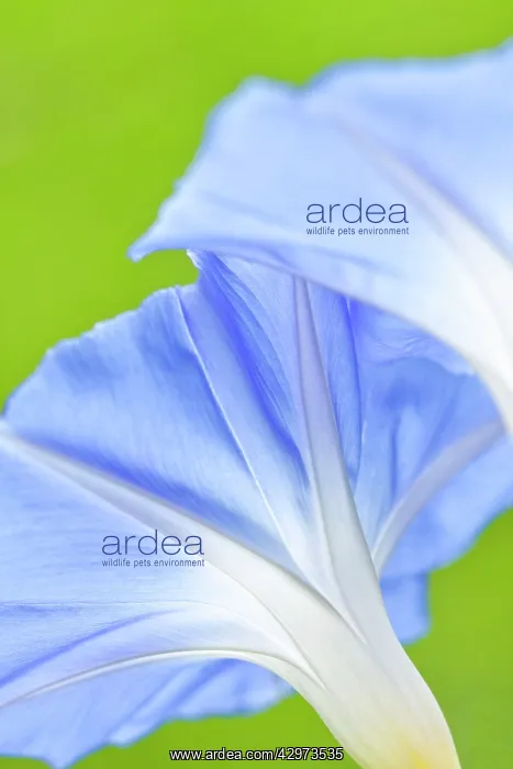 : Morning Glory Heavenly Blue flowers : Morning Glory Heavenly Blue flowers