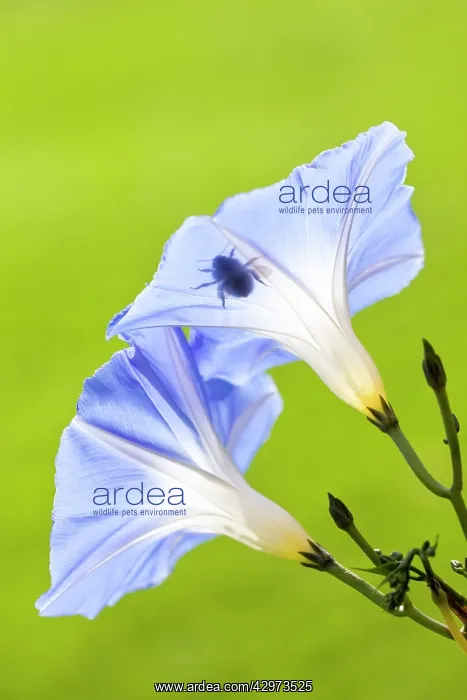 : Morning Glory Heavenly Blue flowers with silhouette : Morning Glory Heavenly Blue flowers with silhouette