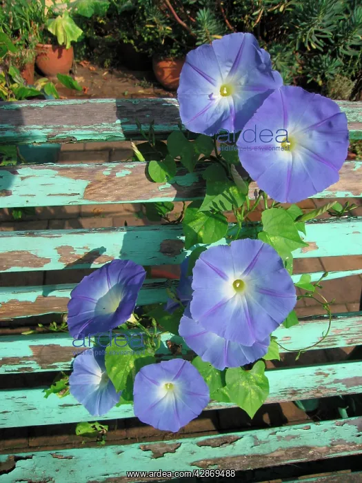  : Morning Glory  /  Ipomea flowers growing through old bench