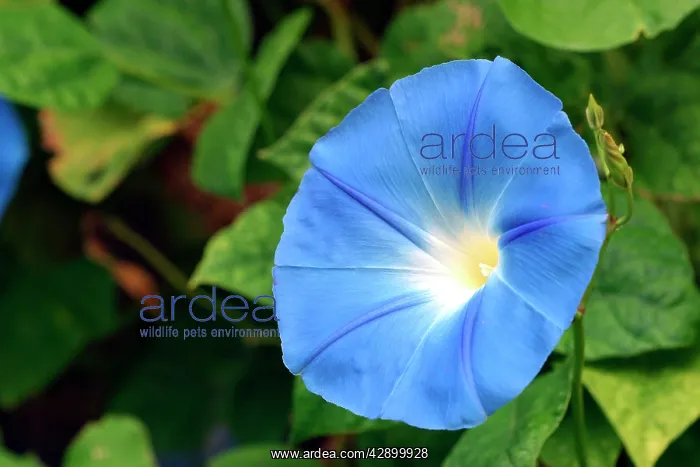: Morning Glory / Ipomoea : Morning Glory / Ipomoea